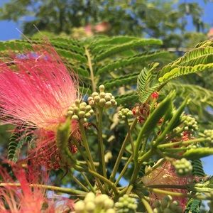 Meet your Posher, Krista